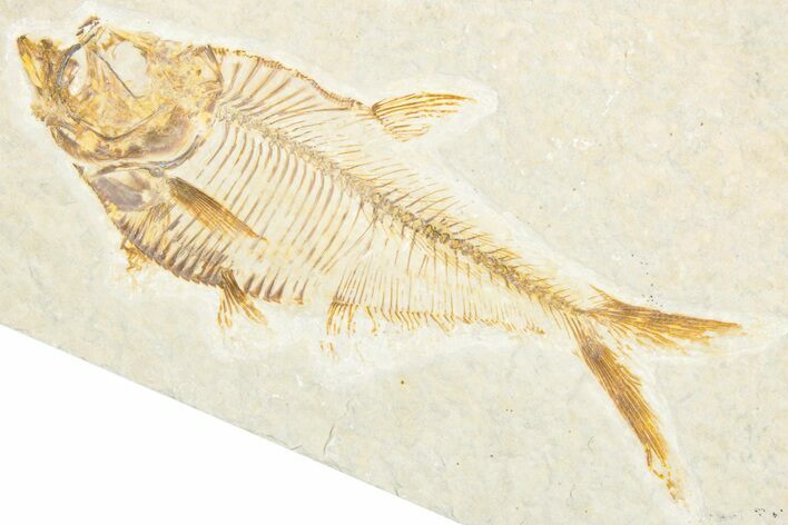 Detailed Fossil Fish (Diplomystus) - Wyoming #357609